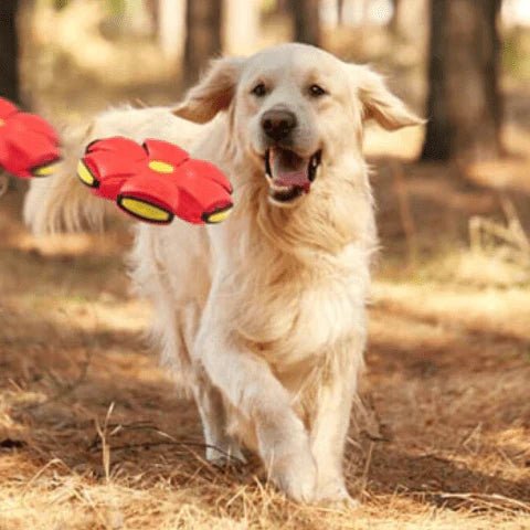 Brinquedo Voador para Cães com Função 2 em 1 - Tá na Mão